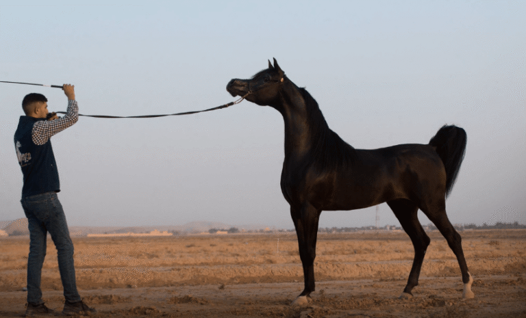 Horse Racing Breeds: Which Horses Are Built for Speed?