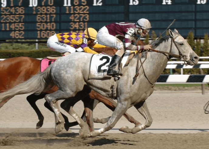 The Science Behind Horse Racing: Understanding Equine Performance